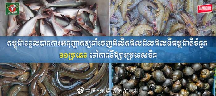 柬埔寨野生水产品已完成输华程序 包括野生虾、野生鱼等