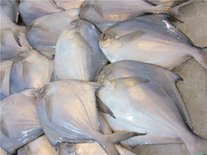 白鲳鱼 鱼类 海鲜代购 海鲜代购,海味特产,海鲜美食 好客人家